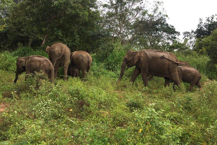 シギリヤ、ダンブッラ、ミンネリヤ国立公園への日帰りツアー