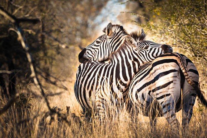 Dagsturstur til Arusha National Park