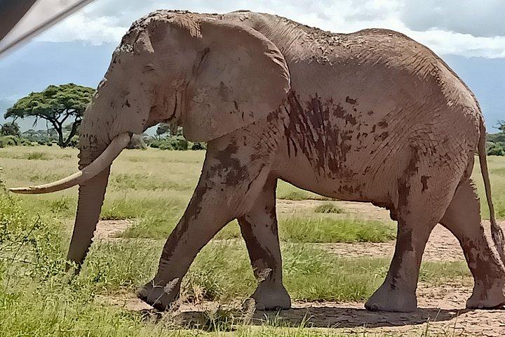 5 dage Olpejeta Conservancy & Solio Rhino helligdom