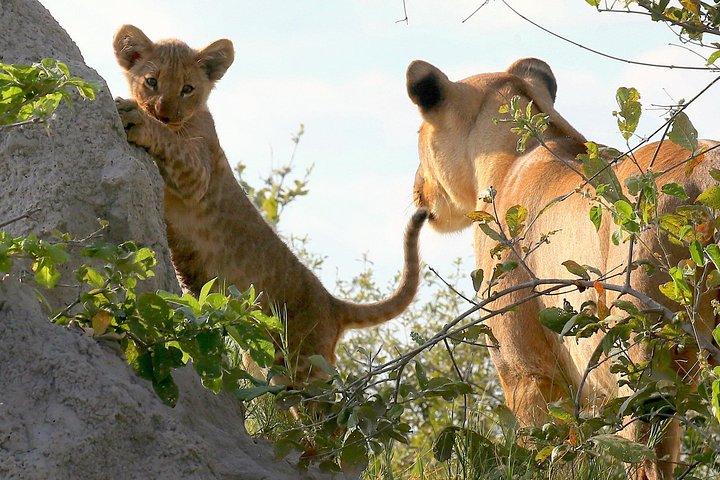 Esclusivo game drive safari Chobe di un giorno intero