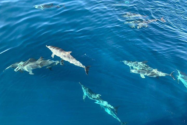 Hvalsafari i Puerto de Mogán (båd "KEEPER UNO")