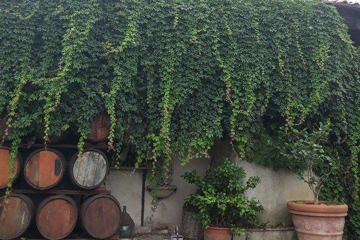 Vine & Olive: Private Tasting Experience (Veget & Vegan Friendly)