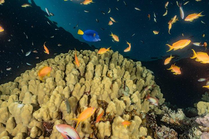 Crociera in barca con fondo di vetro a Eilat