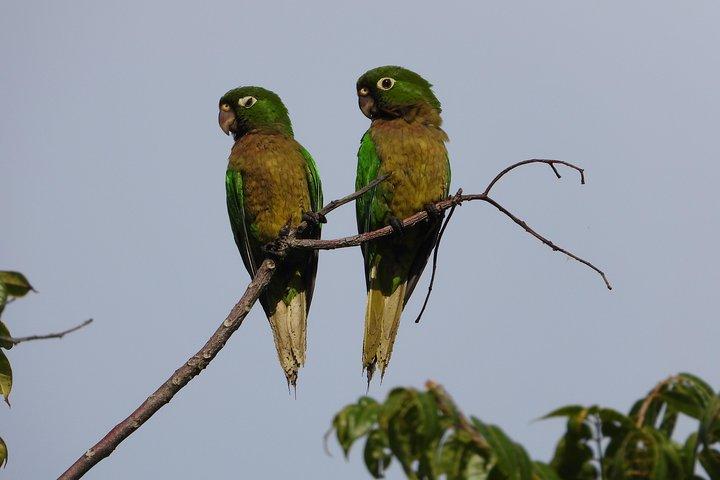 Birds of the Mayan World 2 / Ruta de los cenotes
