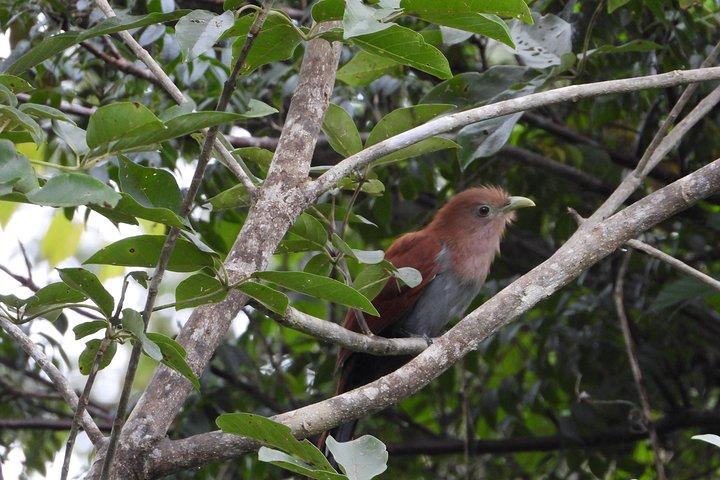 Uccelli del mondo Maya 2 / Percorso dei cenotes