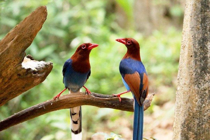 Vogelobservatie boswandeling in Kitulgala