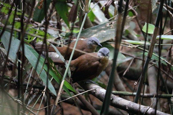 Vogelobservatie boswandeling in Kitulgala