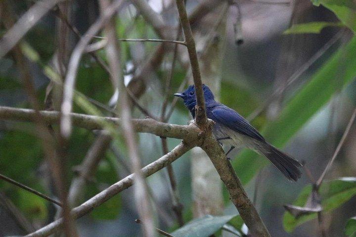 Birdwatching Forest Walk in Kitulgala