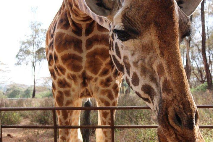 日帰りツアーナイロビ博物館、キリンセンター＆ナイロビ国立公園