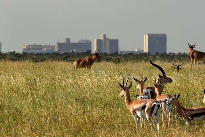 Nairobi National Park Half day Safari with Options