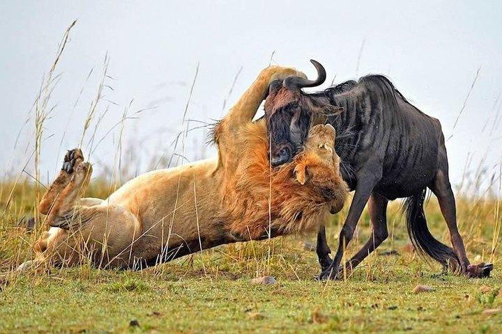 Half-Day Nairobi National Park Safari from Nairobi with Free Pickup