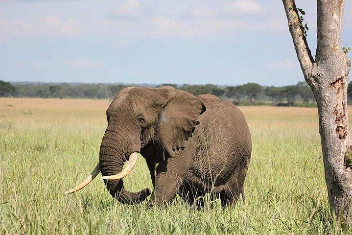 10 dias em Uganda, gorila, chimpanzé e vida selvagem