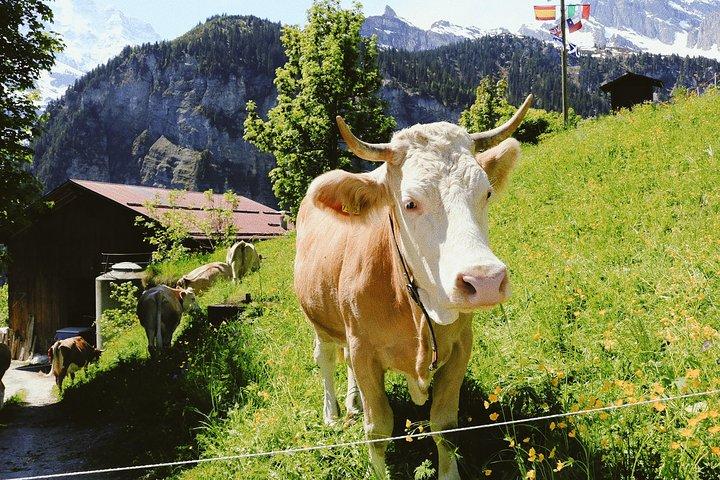Entdecken Sie die fotogensten Orte Interlakens mit einem Einheimischen