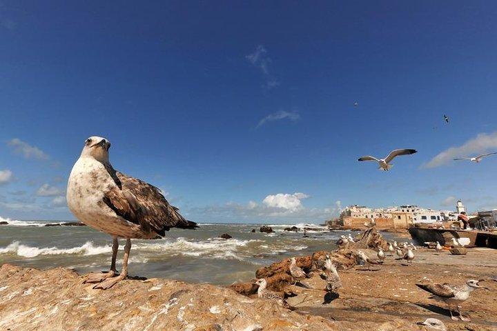 Transfer fra Essaouira til Marrakech by eller Marrakech lufthavn