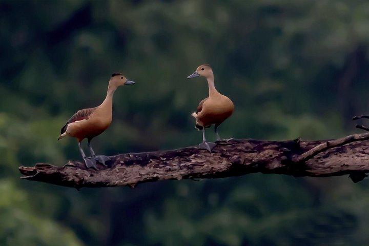 シギリヤの田園地帯でバードウォッチング ウォーク