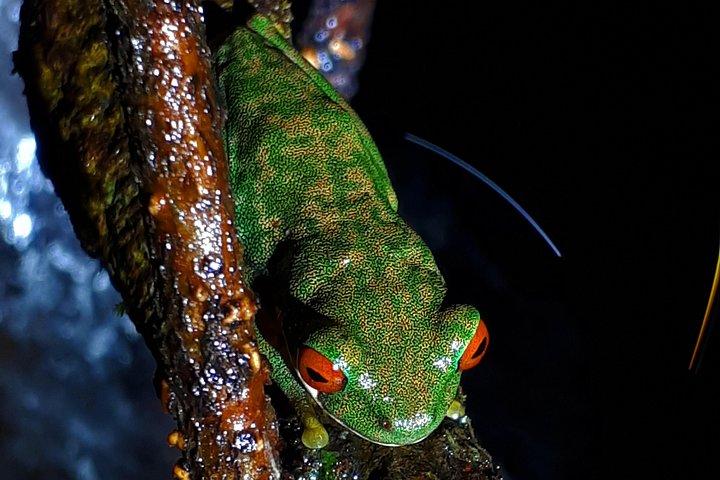Nattpromenad i Monteverde/Guide & Entré.