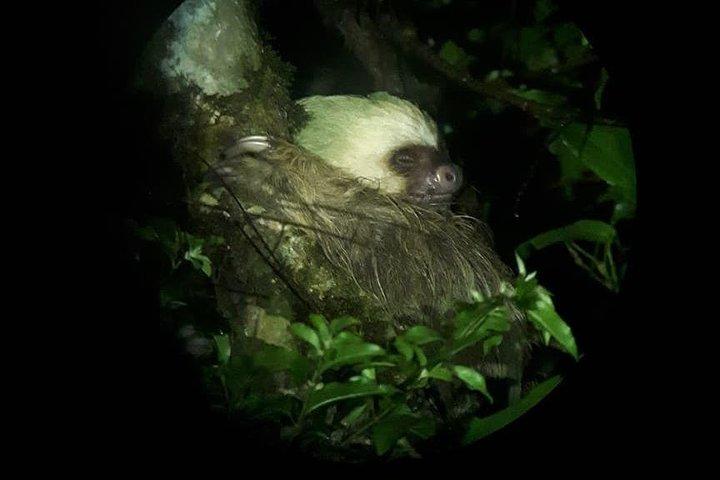 Nattpromenad i Monteverde/Guide & Entré.
