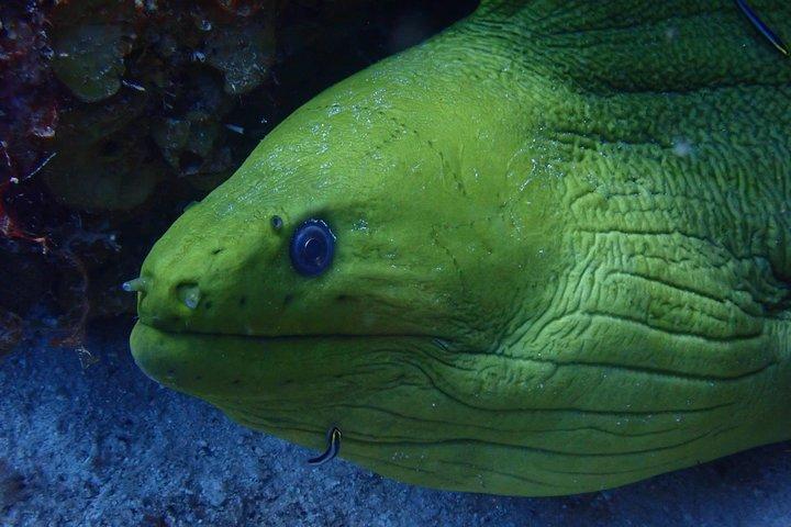 Discover Scuba Diving in Curacao
