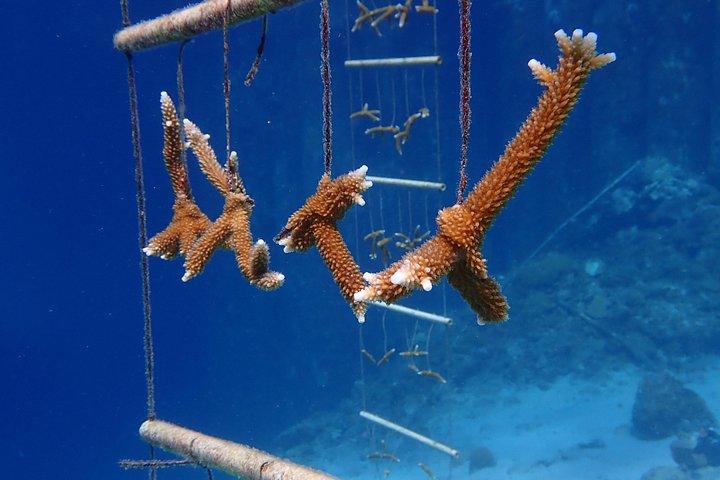 キュラソー島でダイビングを発見する