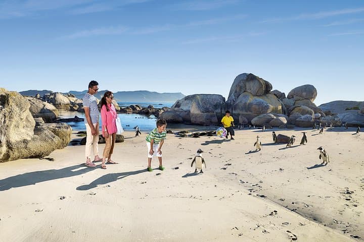 Boulders Beach Cape Town: Swimming With Penguin & Close Encounter Half Day Tour