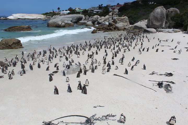 Cape Of Good Hope, Penguins Private Tour from Cape Town full day