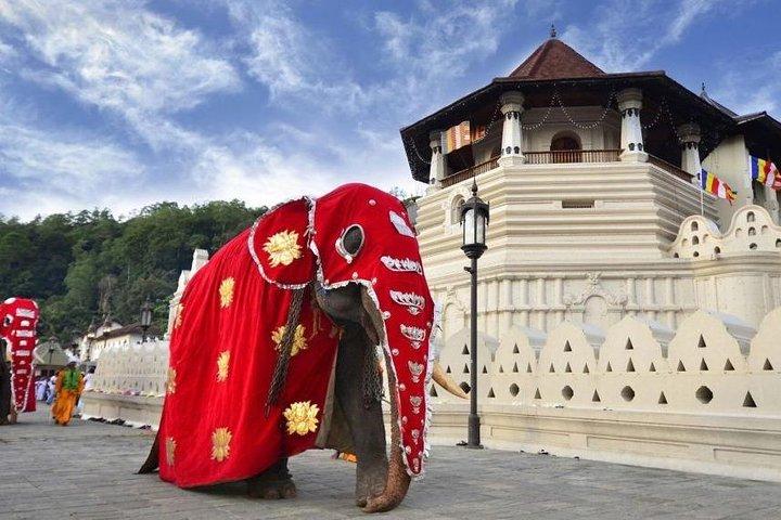 Tour privato di un giorno a Kandy da Galle e Bentota