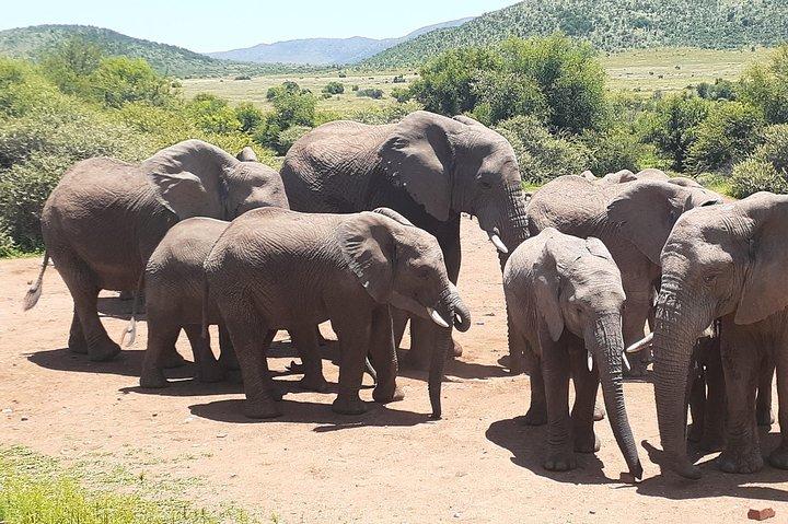 Pilanesberg Nationalpark fuld dag guide