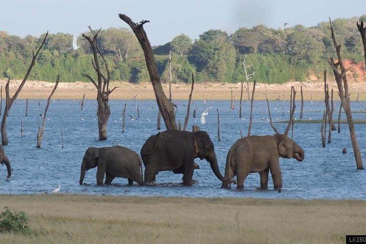 Dagstur til Anuradhapura Kingdom og Wilpattu Safari fra Colombo