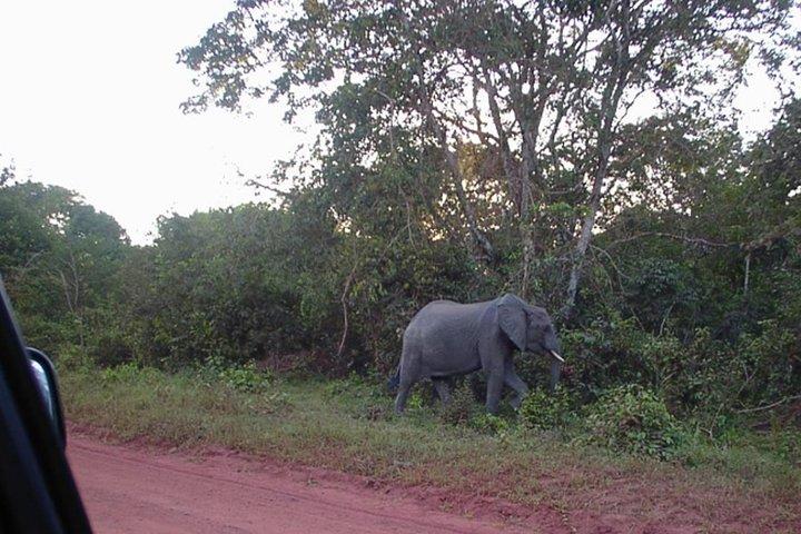 Excursão de um dia à Reserva Nacional Shimba Hills da praia de Mombasa / Diani e arredores