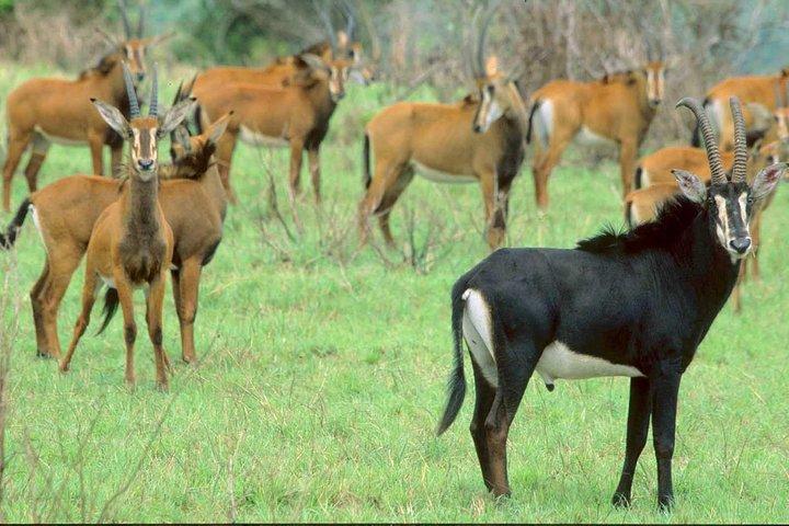 Shimba Hills National Reserve-dagtour vanuit Mombasa / Diani Beach & omgeving