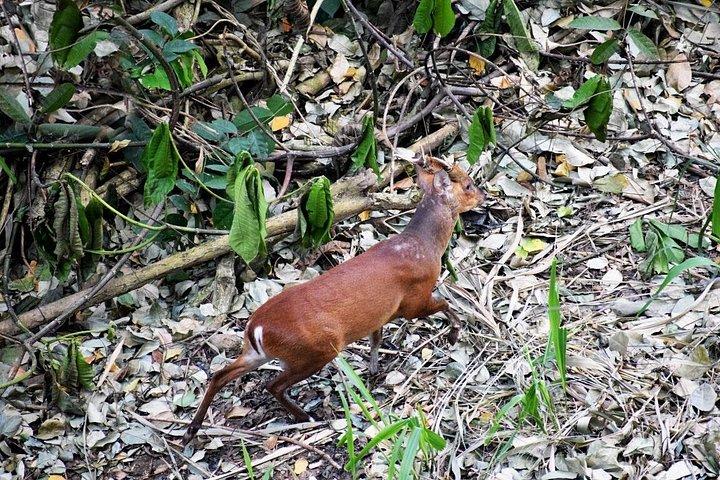 シギリヤの田園地帯でバードウォッチング ウォーク