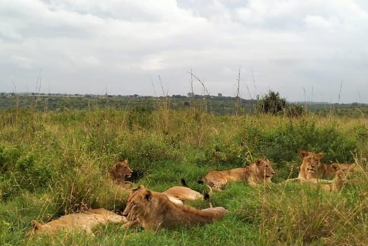 Half-Day Nairobi National Park Safari from Nairobi with Free Pickup