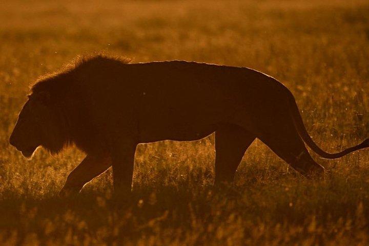 7 Tage Maasai Mara / L.Nakuru / Amboseli