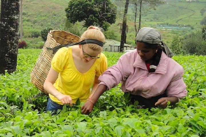 Degustazione di tè a Nuwara Eliya