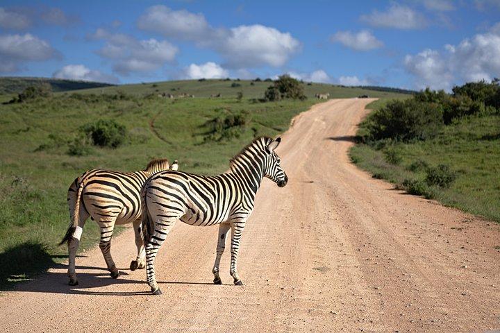 7 jours Mara / L.Naivasha / L.Nakuru / Amboseli