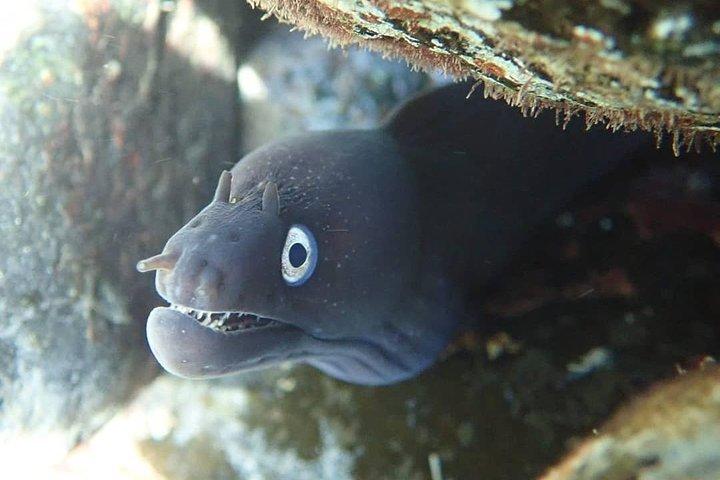Tour de snorkeling