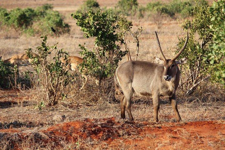 ツァボ イースト国立公園への壮大な 2 日間のサファリに出かけましょう