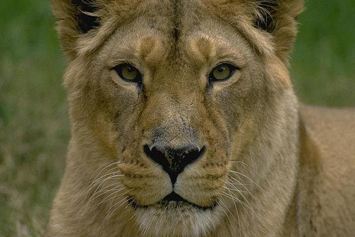3 Days 2 Nights Amboseli Safari