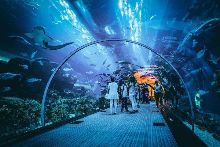 ドバイ水族館と水中動物園の入場チケット (オプション付き)