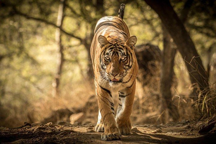 Golden Triangle Tour med Ranthambore