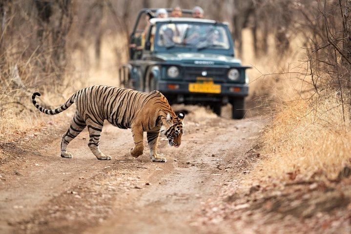 Golden Triangle Tour med Ranthambore