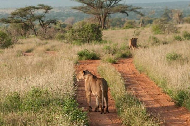 Nairobi National Park, Sheldrick Elephant, Giraffe Centre Tour