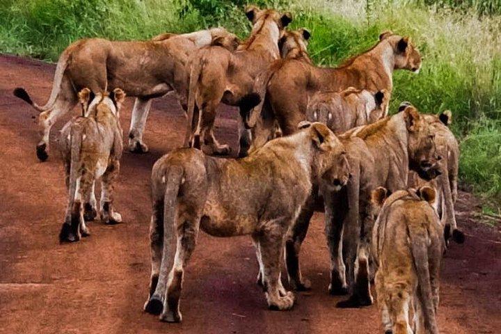 ナイロビ国立公園、子象の孤児院、キリン センター ツアー