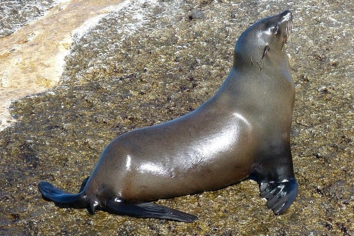 Cape of Good Hope & Penguin Private Tour from Cape Town