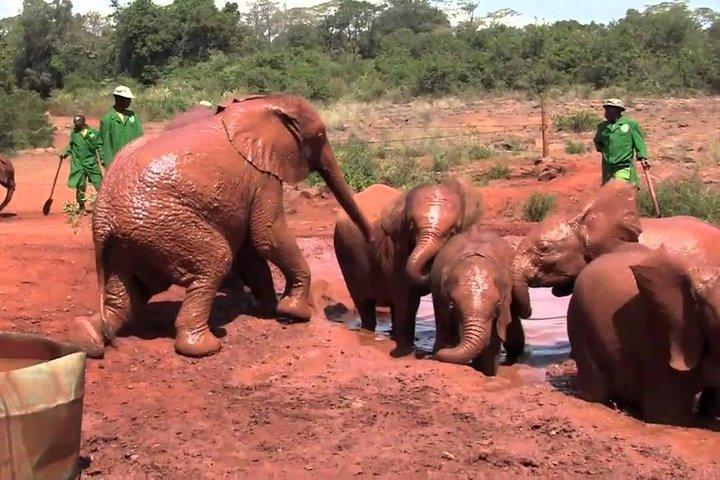 Visite guidée d'une demi-journée du centre des girafes, du bébé éléphant et de Karen Blixxen