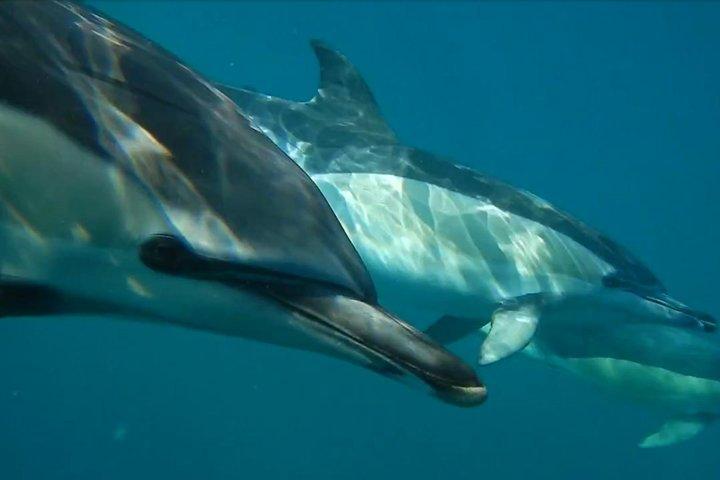 リスボン: 海洋生物学者とイルカウォッチング-オーシャンサファリ