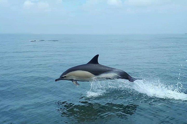 リスボン: 海洋生物学者とイルカウォッチング-オーシャンサファリ