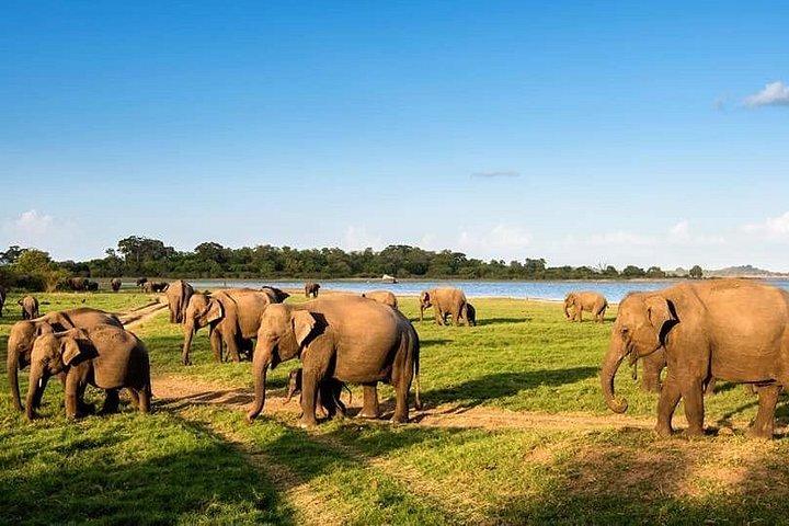 キャンディからミネリヤ国立公園とシギリヤロック日帰りツアー