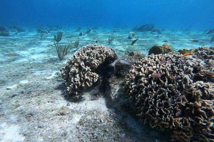 Cozumelシュノーケル体験、カンクンから素晴らしいサンゴ礁を泳ぐ