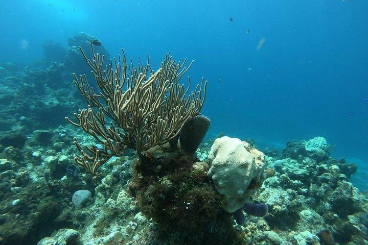 Cozumelシュノーケル体験、カンクンから素晴らしいサンゴ礁を泳ぐ